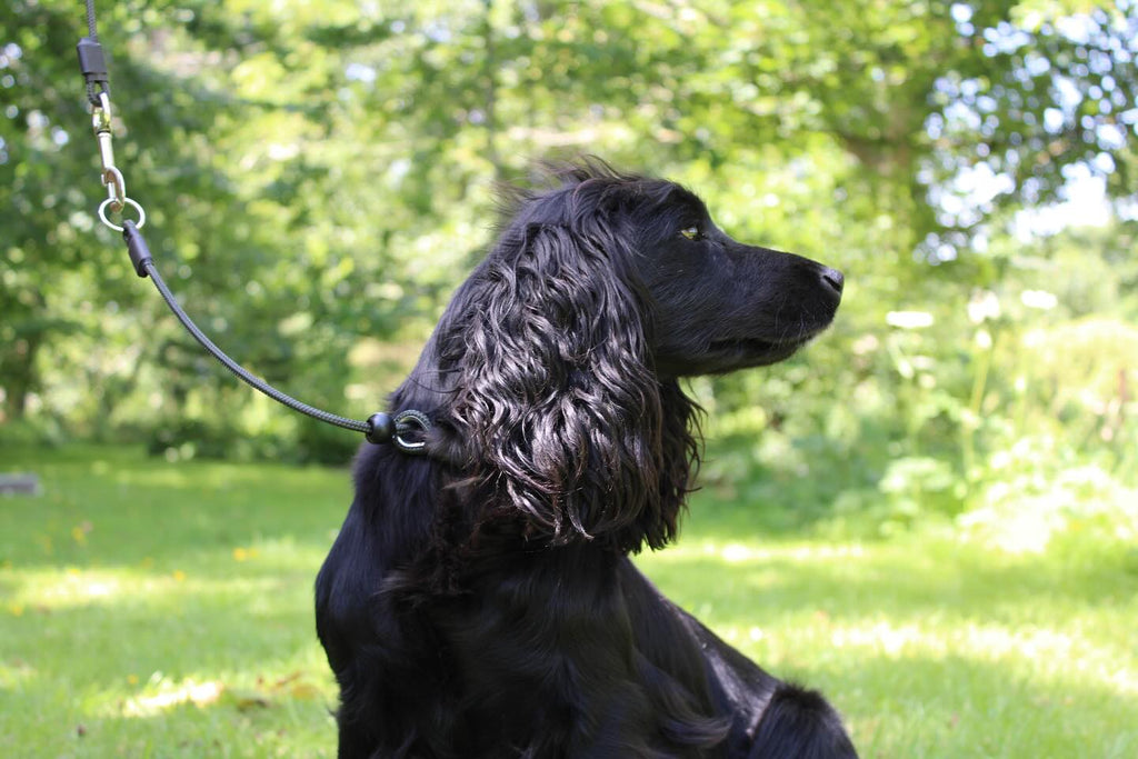Sporting Saint Field Trial Pro Slip Collar Lead with Trigger Hook