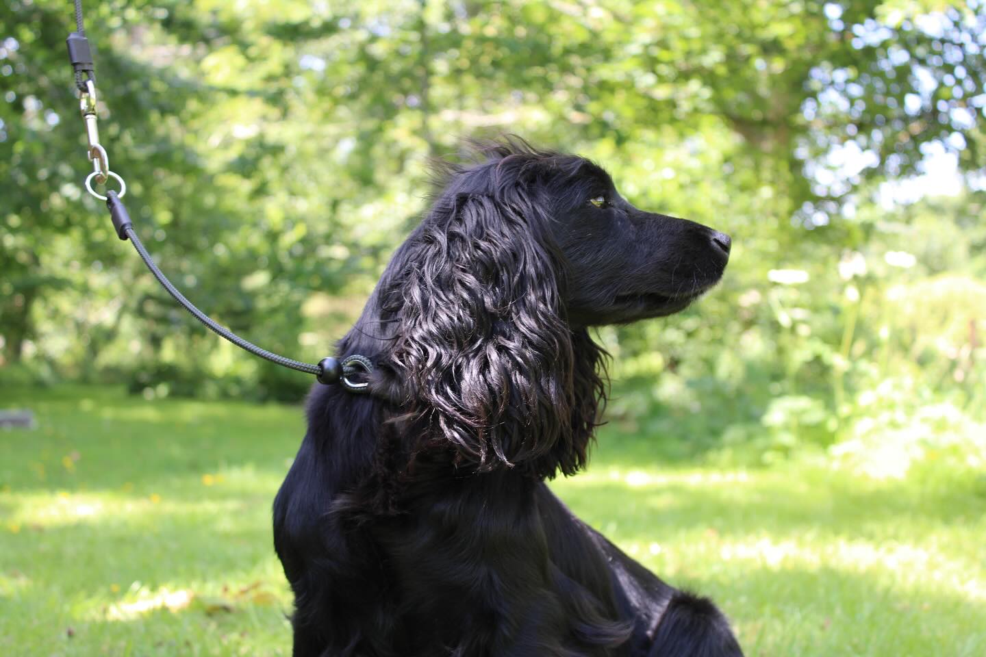 Sporting Saint Field Trial Pro Slip Collar Lead with Trigger Hook