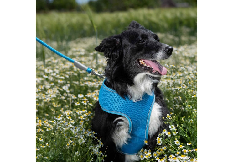 Ancol clip on dog lead poly weave webbing with trigger clip