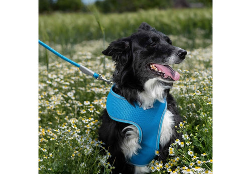 Ancol clip on dog lead poly weave webbing with trigger clip