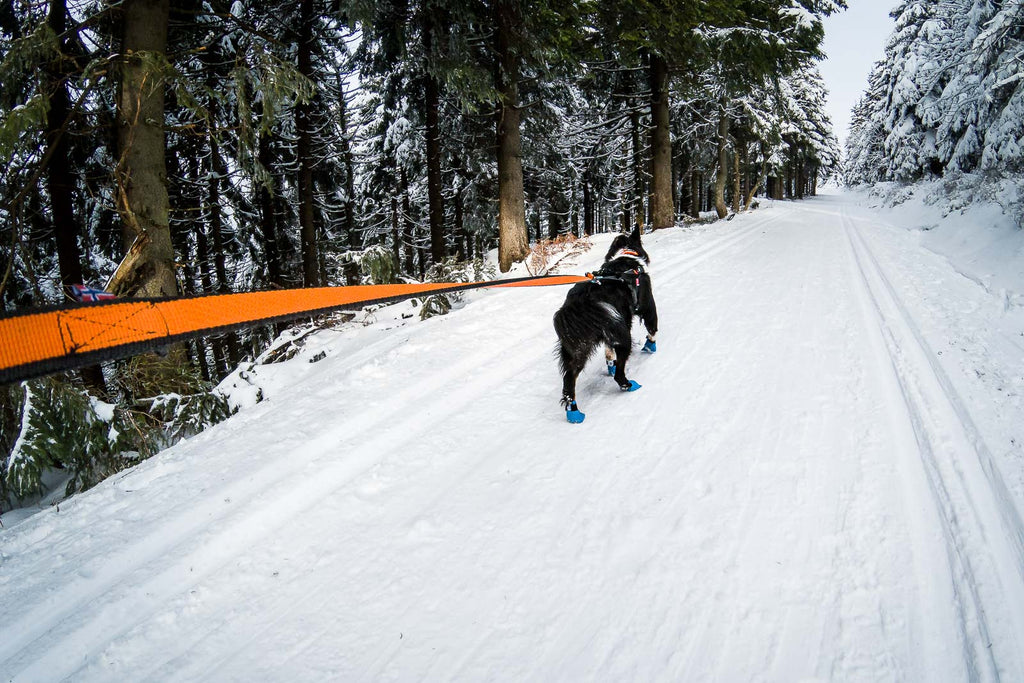 Non-Stop Dog Wear 2.8m Bungee Lead