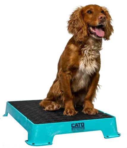 Cato Placeboard | Dog Position Training