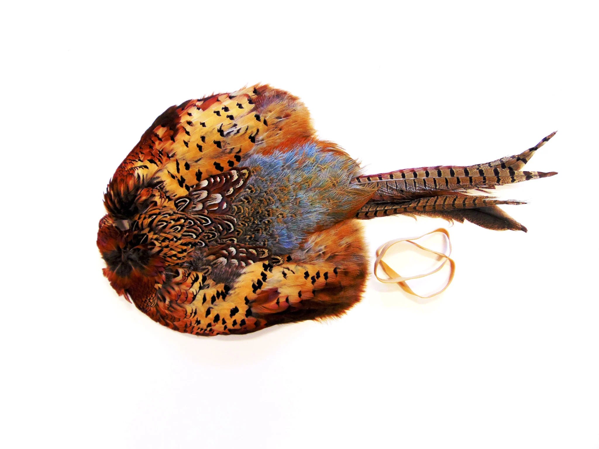 Cured cock pheasant pelt gundog scent training aid with real feathers