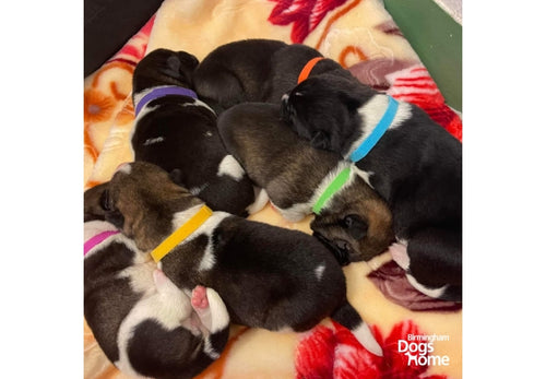 Ancol whelping collars 10mm soft bright coloured puppy identification