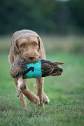 Sporting Saint cold game wrap gundog training aid for cold game retrieves
