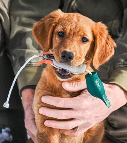 Dokken Dead Fowl Gundog Training Dummies