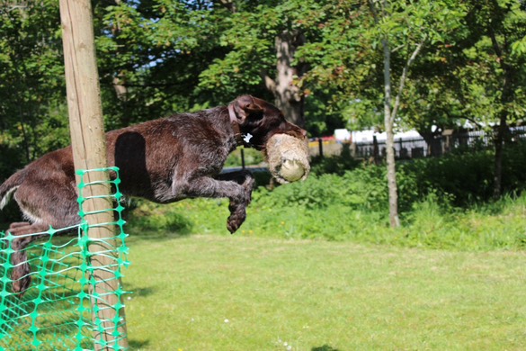 Sporting Saint Rabbit Dummies - Image 10