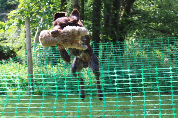 Sporting Saint Rabbit Dummies - Image 4