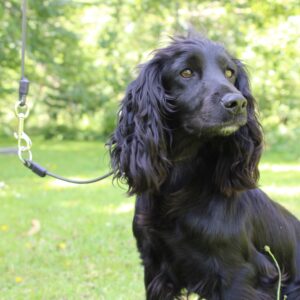 Sporting Saint Field Trial PRO – Slip Collar Lead with Trigger Hook