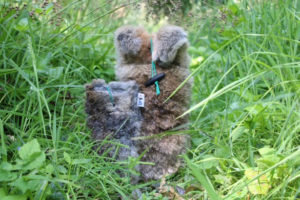 Sporting Saint Rabbit Dummies - Image 7