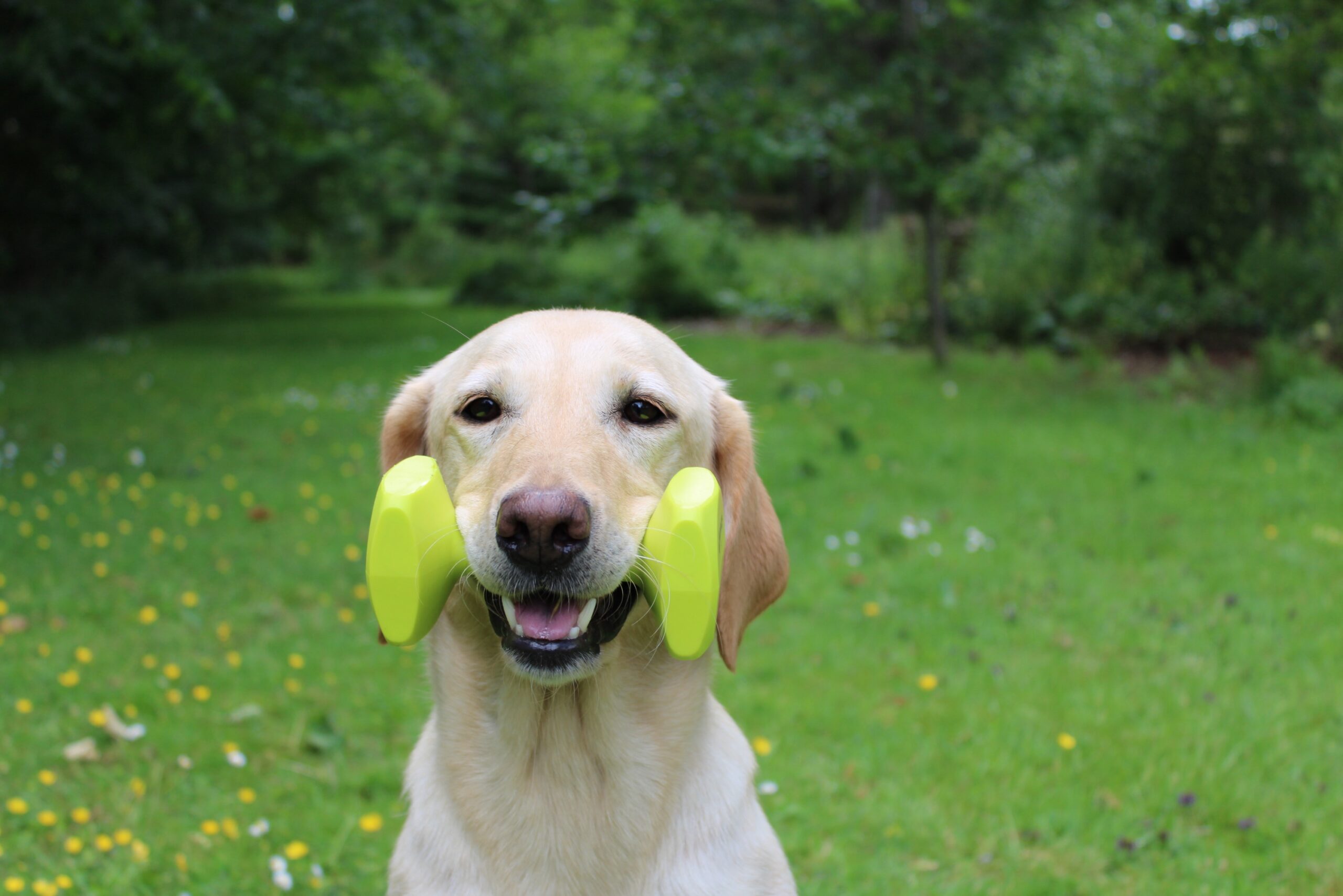 Coachi Dog Training Dumbell - Image 7