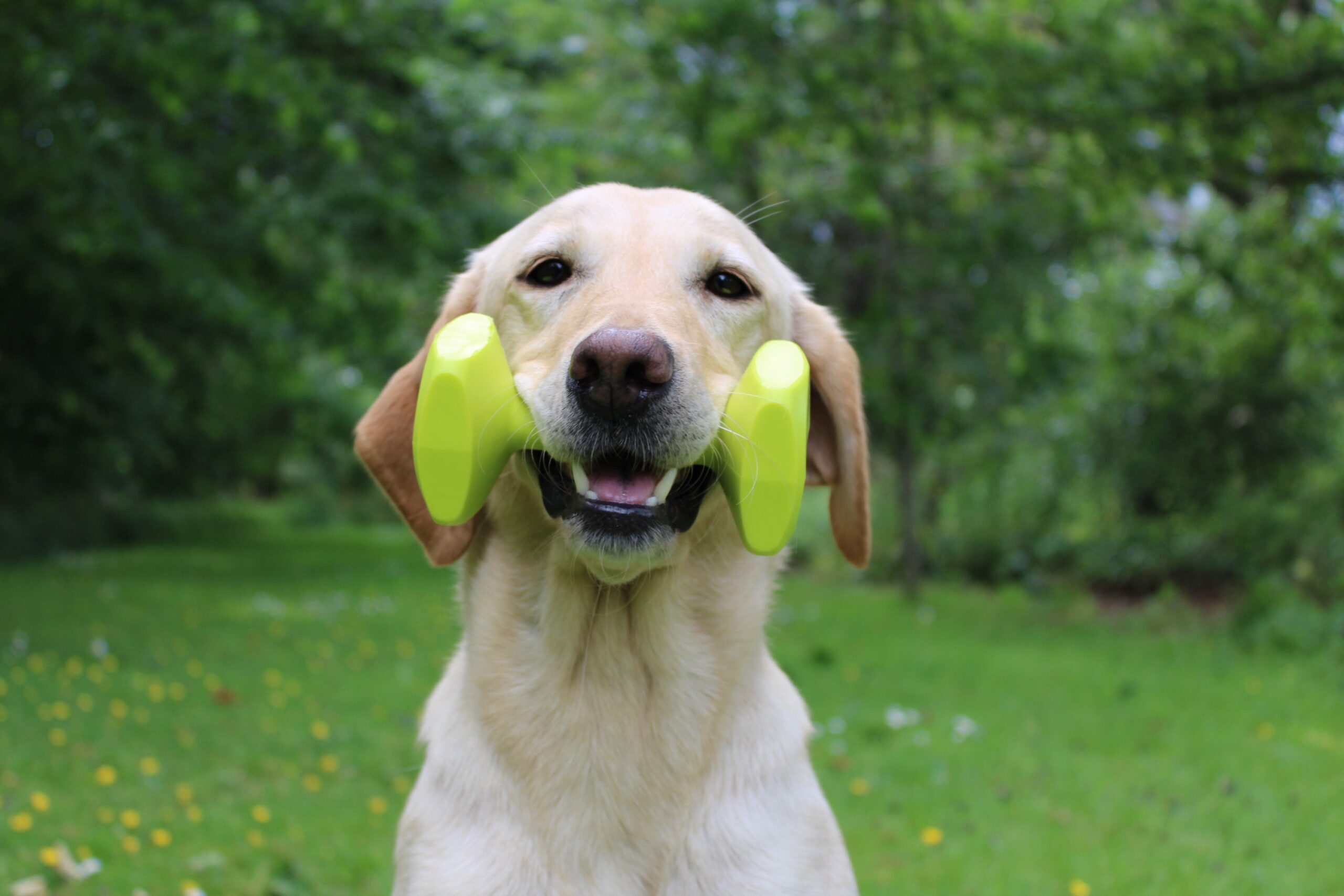 Coachi Dog Training Dumbell - Image 2
