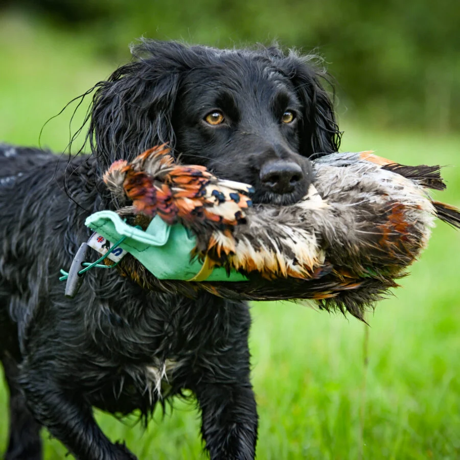 Cock Pheasant Pelt - Image 2