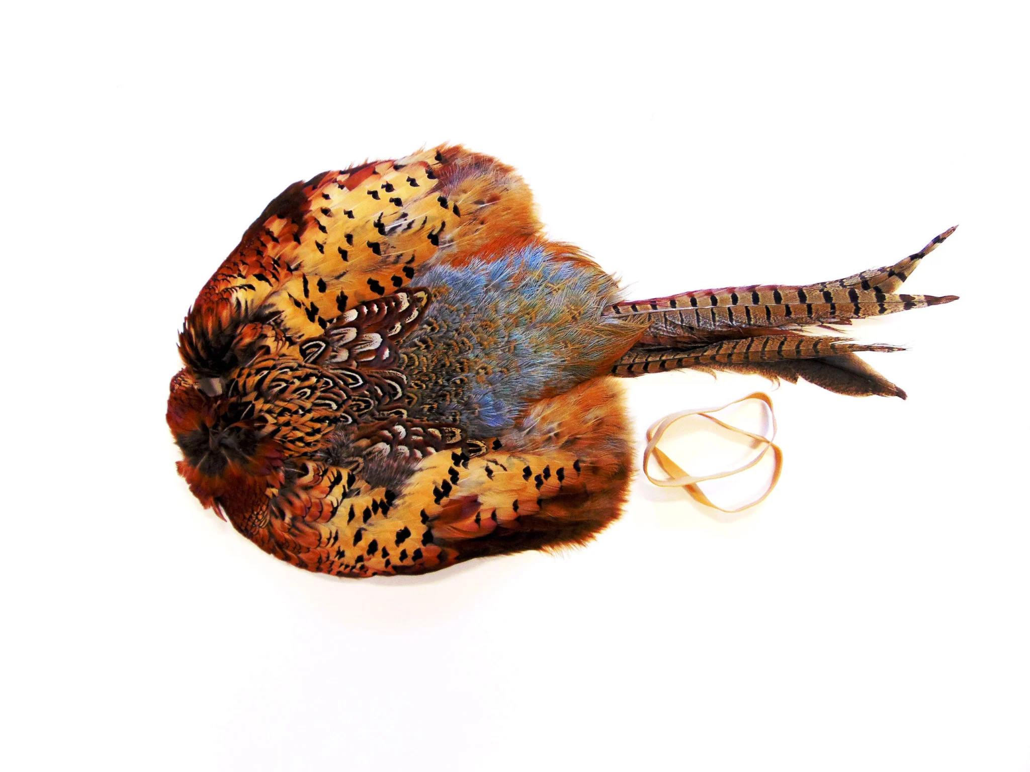 Cock Pheasant Pelt